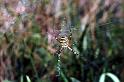 Argiope_bruennichi_P1459_Z_82_Les Gris_Frankrijk